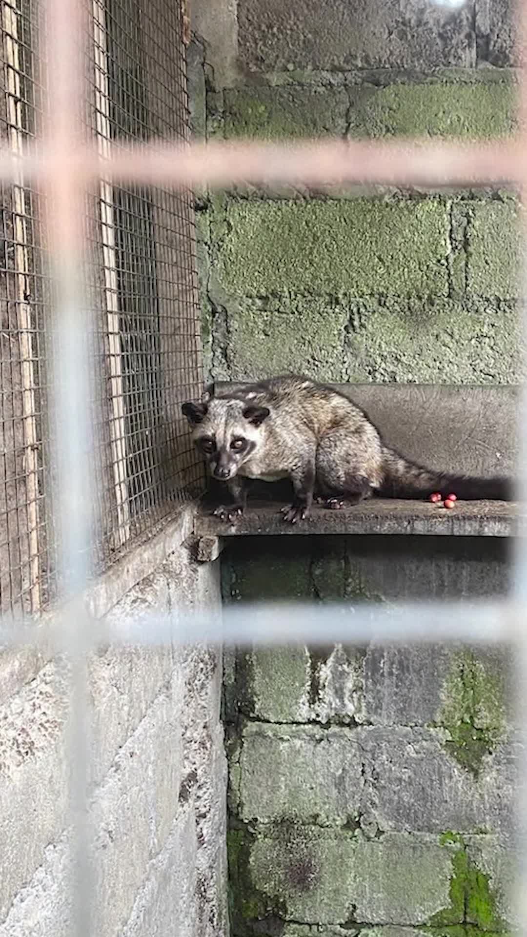 The hidden side of civet coffee? Video shows caged animals in Bali, says PETA